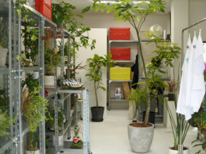 Moku 植物店 東京 目黒区東山と碑文谷にある植物店です 観葉植物 蘭の他 セレクトアイテムをご用意しております 植物コーディネートのご相談も